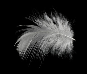 white feather isolated on black background 