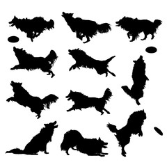 Vector silhouettes of a Border Collie dog - obrazy, fototapety, plakaty