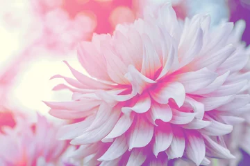 Crédence de cuisine en verre imprimé Dahlia background nature Flower dahlia pink. pink flowers. background blur