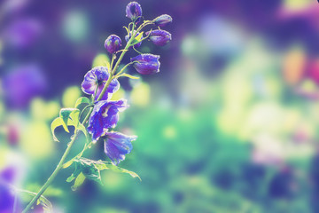 background nature Flower delphinium. purple flowers. background blur