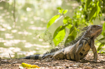 Iguana