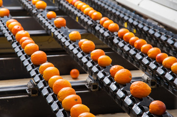 The working of citrus fruits: icilian tarocco oranges during the calibration process in a modern production line