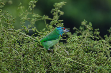 Blue-throated Barbet perching on tree