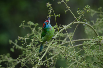 Blue-throated Barbet perching on tree