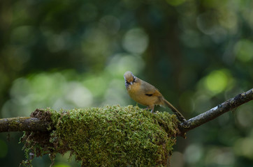 Spectacled Barwing (Actinodura ramsayi) bird