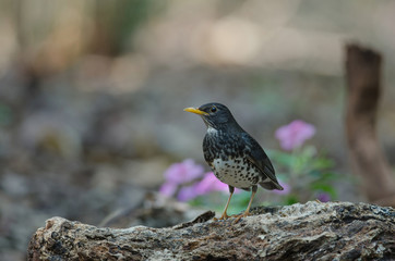 Japanese Thrush (Turdus cardis) bird