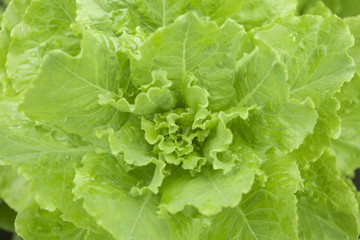 fresh lettuce - La Lactuca sativa, close up
