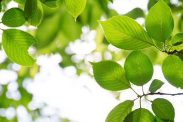 Obraz premium 新緑の葉と木漏れ日