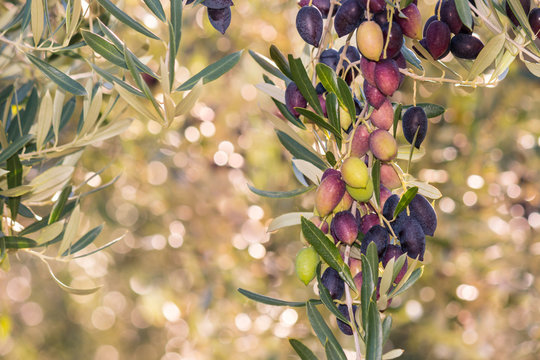 Kalamata olives ripening on olive tree with blurred background