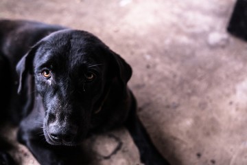 Black dog waiting for the owner