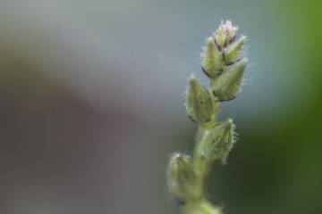 Macro flower prepare for bloom