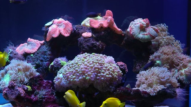 Bright fish swim in the aquarium