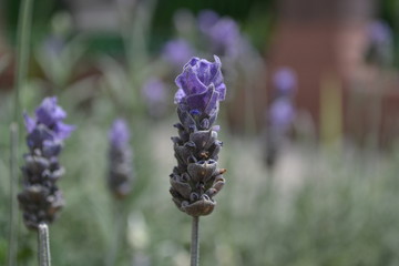 Lavender flowers in the garden