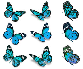 Obraz premium kolekcja motyli monarchy