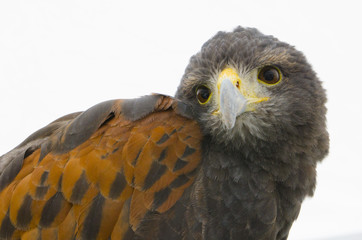 モモアカノスリ / ハリスホーク / Harris's Hawk