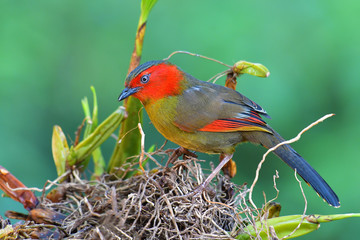 Red-faced liocichla bird