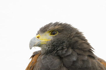 モモアカノスリ / ハリスホーク / Harris's Hawk