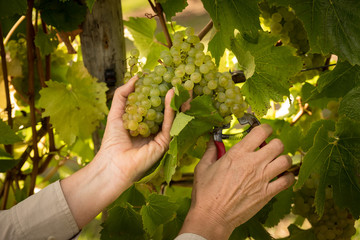 Naklejka na ściany i meble Chardonnay Grape Harvesting