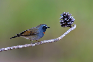 Rufous-gorgeted Flycatcher bird