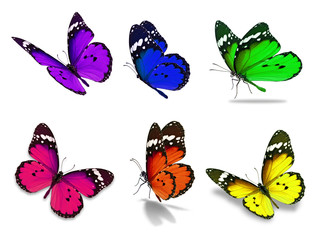 Obraz na płótnie Canvas six monarch butterfly