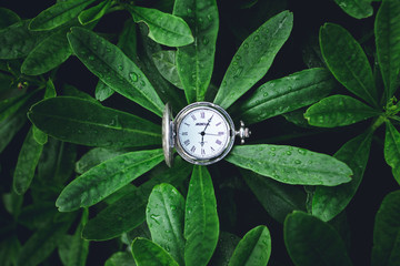 Green Leaves background and Old silver pocket watch clock 