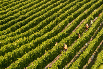 aerial view of Chardonnay Grape Harvesting