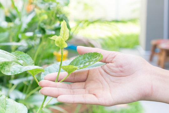 Hand Of Woman Hold And Touch Flower And Leaves In The Green Garden On Bright Sunshine Day. For Nature Background.