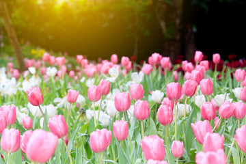 tulips in the flower garden.
