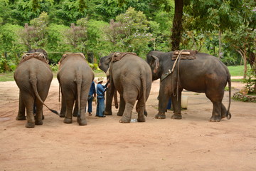 Fototapeta premium The elephant show one activity that people like to show Thailand Elephant Conservation Center Lampang- 2018.