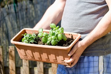 young basil and oregano in garden box