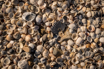 shells on the beach, Shelly Point, Scamander Conservation Area