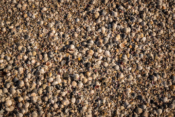 shells on the beach, Shelly Point, Scamander Conservation Area
