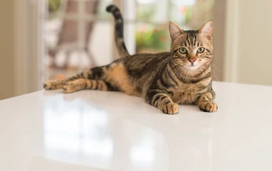 Foto auf Acrylglas Katze Entspannte Hauskatze zu Hause, drinnen