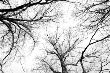 black and white trees silhouettes