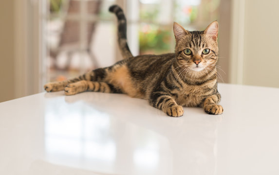 Relaxed domestic cat at home, indoor - Powered by Adobe