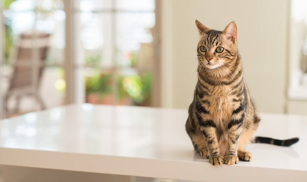 Cat on table clearance