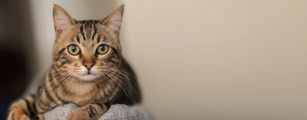 Selbstklebende Fototapete Katze Entspannte Hauskatze zu Hause, drinnen