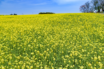 宮城県 三本木ひまわりの丘 菜の花まつり sanbongi canola flower festival