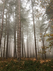 Autumn trees misty and foggy
