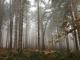 Autumn trees misty and foggy