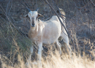 Obraz na płótnie Canvas Wild goat surrounded by bushland looking at camera. 