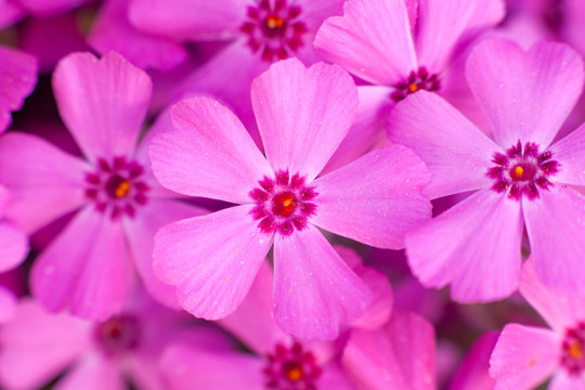 Phlox in bloom close-up