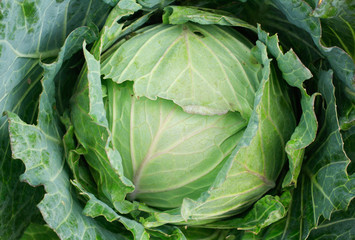 Fototapeta na wymiar fresh green cabbage