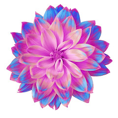 Flower lilac  blue dahlia isolated on white background. Close-up. Macro. Element of design.