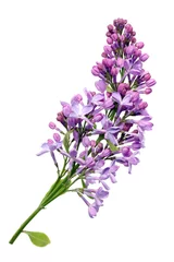 Poster Im Rahmen Flowers of light purple real lilac on small branch. © Aleksandr Volkov