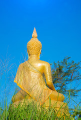 Behind the golden Buddha is located in the forest against a blue