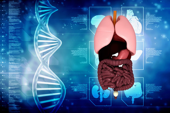 Healthy Human Lungs 3d illustration