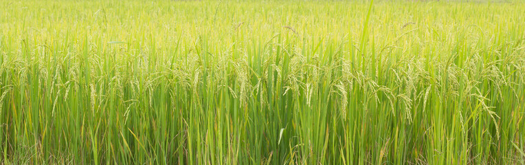 green grass background