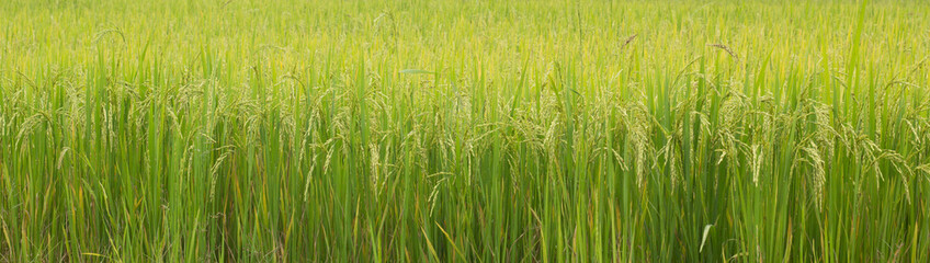 background of green grass