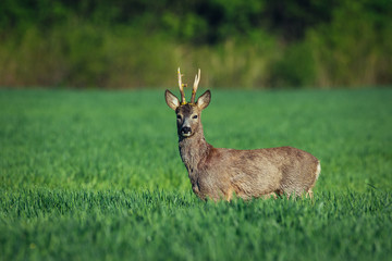 European roe deer. Roe deer in Summer landscape